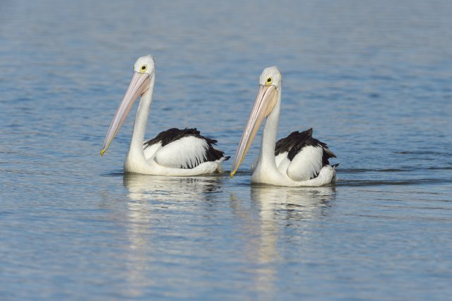 Proglašen visok nivo rizika od ptičjeg gripa: Francuska na korak od vanrednog stanja?